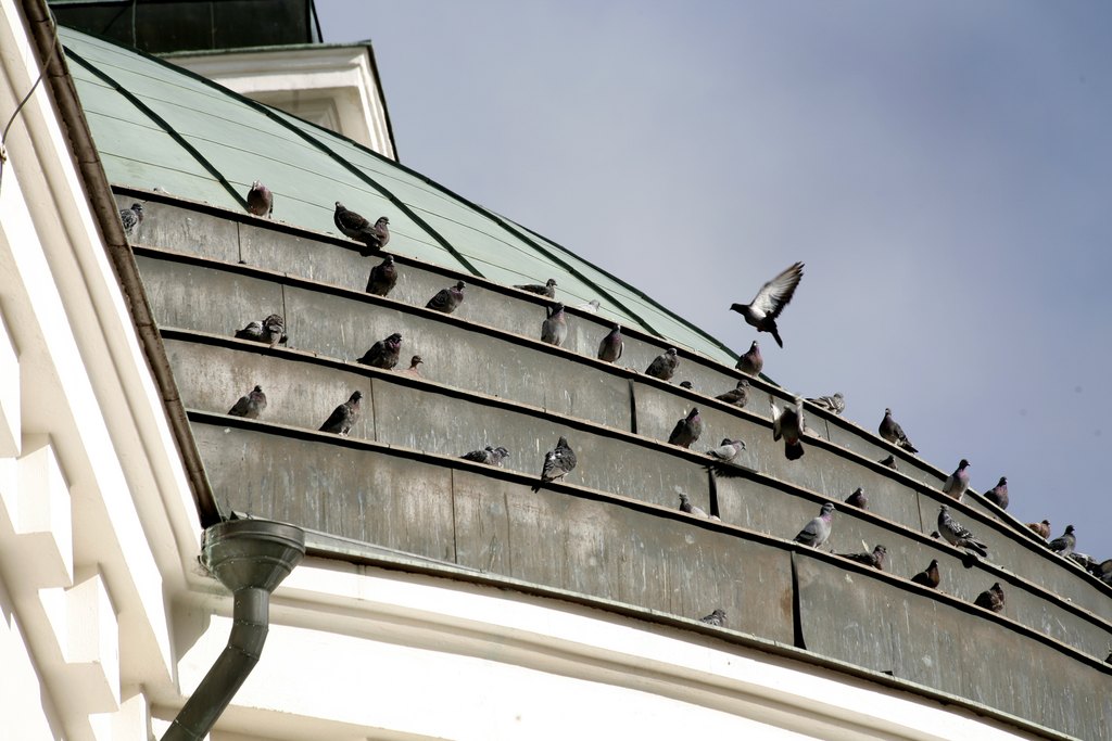 Lintuja Hämeenlinnan kirkon katolla kesällä.